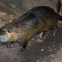 Coypu